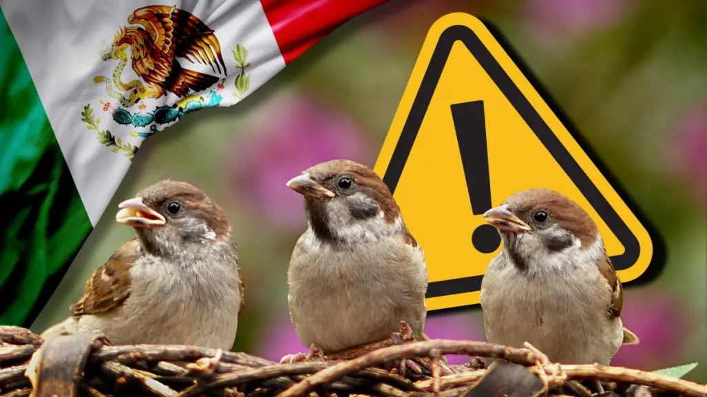 MUSAVE en Saltillo pide evitar uso de pirotecnia en festejos patrios, estas son las consecuencias