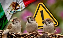 MUSAVE en Saltillo pide evitar uso de pirotecnia en festejos patrios, estas son las consecuencias