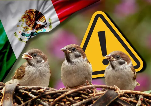 MUSAVE en Saltillo pide evitar uso de pirotecnia en festejos patrios, estas son las consecuencias