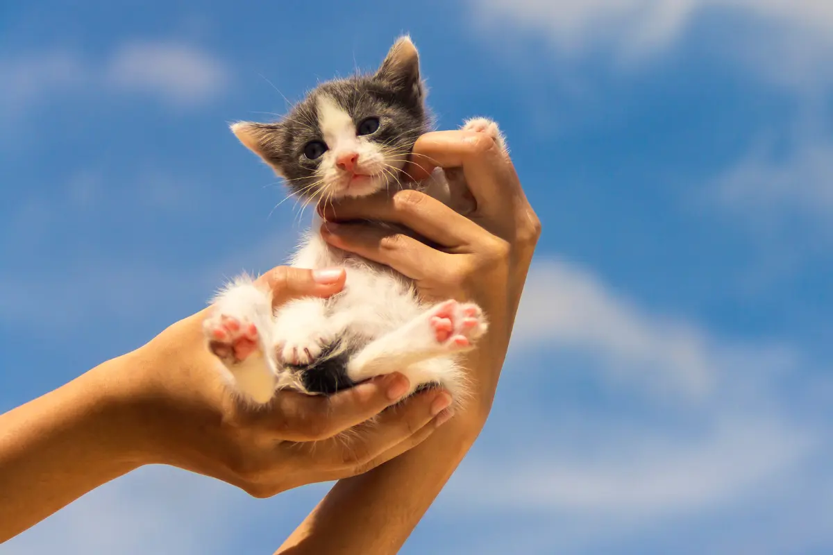 Tomar la decisión de adoptar una mascota implica responsabilidad y análisis de los recursos disponibles en el hogar. Foto: Canva