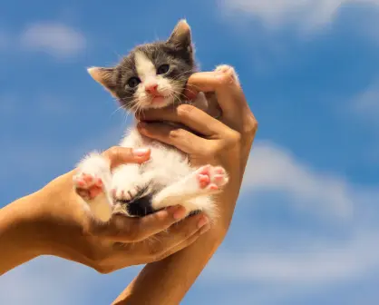 Estos son 5 consejos imprescindibles antes de adoptar una mascota