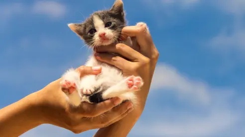 Estos son 5 consejos imprescindibles antes de adoptar una mascota