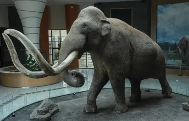 ¿Existió un mamut mexicano? Científicos descubren un linaje único en el AIFA