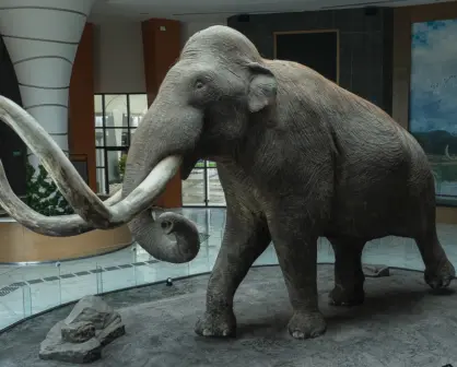 ¿Existió un mamut mexicano? Científicos descubren un linaje único en el AIFA