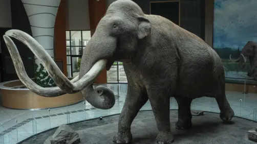 ¿Existió un mamut mexicano? Científicos descubren un linaje único en el AIFA