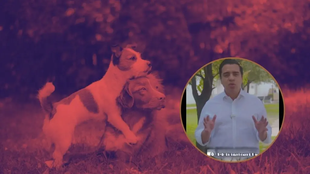 Jesús Nava aclara situación de perritos en Santa Catarina