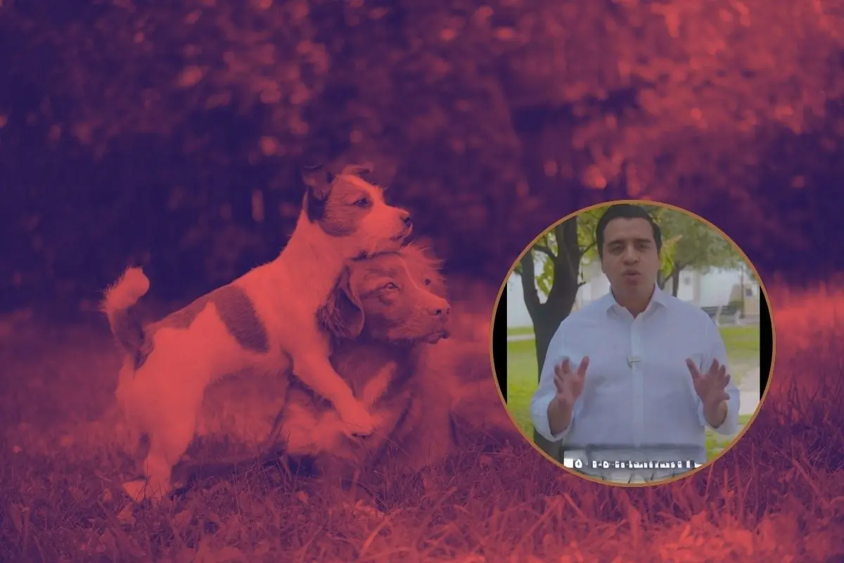 El alcalde de Santa Catarina, Jesús Nava Rivera, informó que los 70 perritos que se encuentran en el Centro de Bienestar Animal del municipio están con vida. Foto: CANVA / Jesús Nava