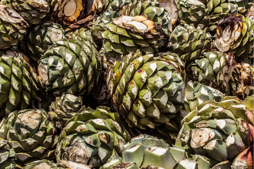 La Secretaría de Desarrollo Urbano y Medio Ambiente, en colaboración con la Comisión Nacional Forestal, anunciaron una inversión conjunta de 600 mil pesos para el proyecto. Foto: Canva