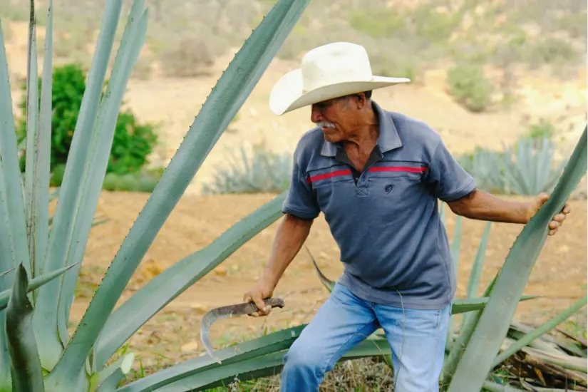 El mezcal es una bebida alcohólica que se produce a partir del agave. Foto: Canva