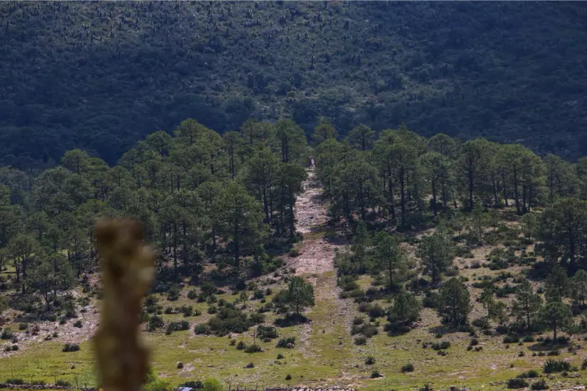 El altiplano tamaulipeco empieza a destacar por su producción de mezcal a nivel nacional. Foto: Daniel Espinoza