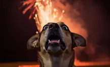 Fiestas patrias en Edomex: recomendaciones para proteger a tu perrito por estallidos de pirotecnia