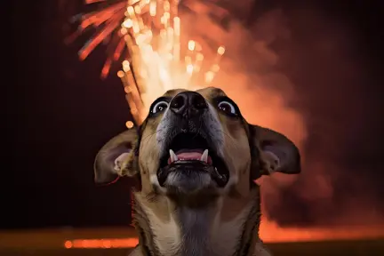Fiestas patrias en Edomex: recomendaciones para proteger a tu perrito por estallidos de pirotecnia Fiestas patrias en Edomex: recomendaciones para proteger a tu perrito por estallidos de pirotecnia