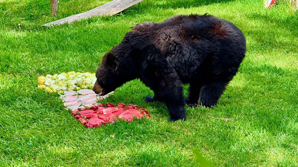 Mes patrio 2025: hasta los animales de zoológico de Durango festejan el Grito de Independencia
