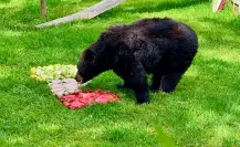 Mes patrio 2025: hasta los animales de zoológico de Durango festejan el Grito de Independencia
