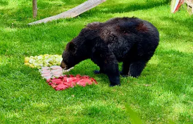 Mes patrio 2025: hasta los animales de zoológico de Durango festejan el Grito de Independencia