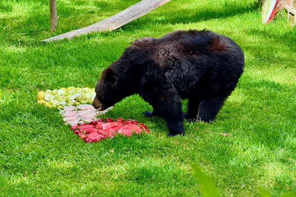 Mes patrio 2025: hasta los animales de zoológico de Durango festejan el Grito de Independencia