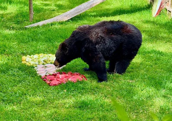 Mes patrio 2025: hasta los animales de zoológico de Durango festejan el Grito de Independencia