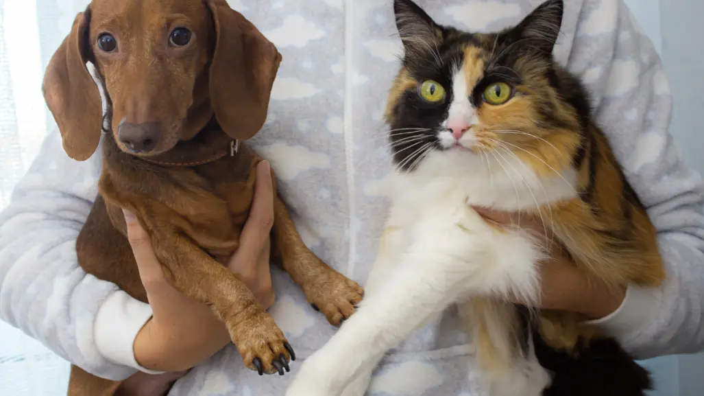 Invita Ramos Arizpe a vacunar y esterilizar a tu mascota sin costo