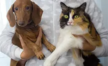 Invita Ramos Arizpe a vacunar y esterilizar a tu mascota sin costo