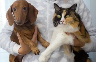 Invita Ramos Arizpe a vacunar y esterilizar a tu mascota sin costo