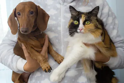 Invita Ramos Arizpe a vacunar y esterilizar a tu mascota sin costo