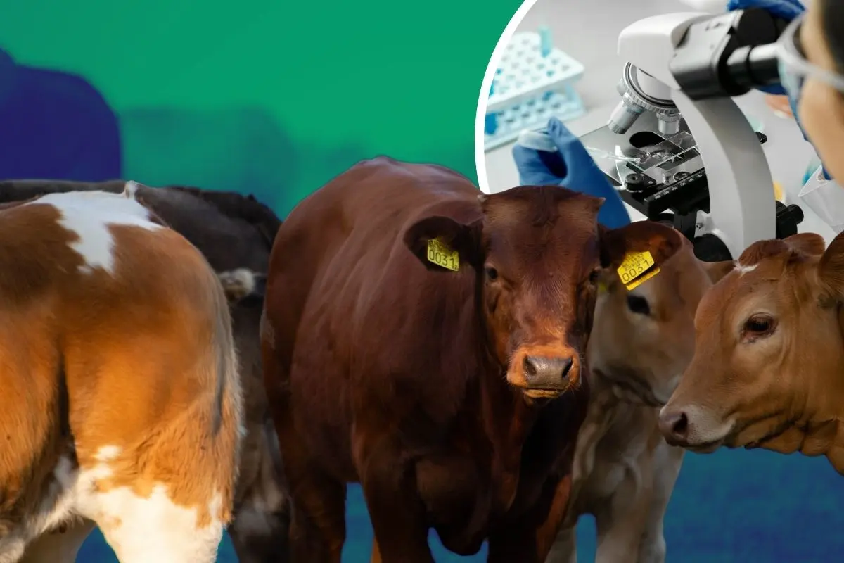 Entregarán 40 toros de alto rendimiento para mejor de ganado en Coahuila / Foto: Composición de Canva