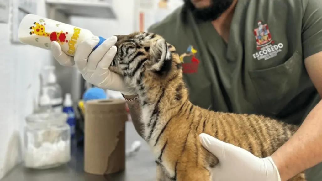 Te quedas en buenas manos: Andrés Mijes se despide de tigre rescatado en Escobedo
