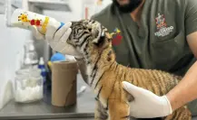 Te quedas en buenas manos: Andrés Mijes se despide de tigre rescatado en Escobedo