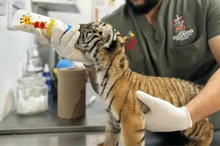 Te quedas en buenas manos: Andrés Mijes se despide de tigre rescatado en Escobedo