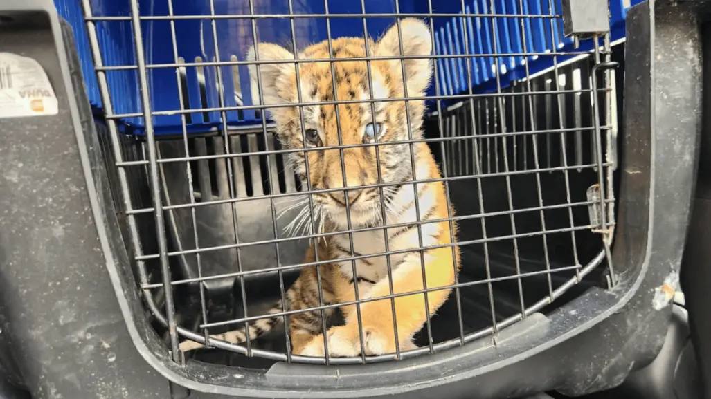 ¡Estaba entre llantas! Rescatan a tigre en domicilio en Escobedo