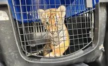 ¡Estaba entre llantas! Rescatan a tigre en domicilio en Escobedo