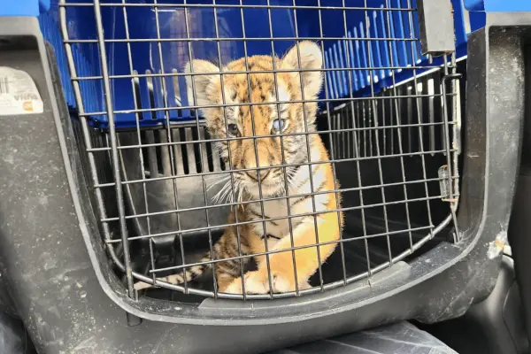¡Estaba entre llantas! Rescatan a tigre en domicilio en Escobedo