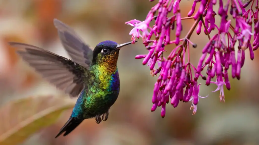 Adopta un colibrí en Edomex: guía fácil para proteger esta especie en peligro