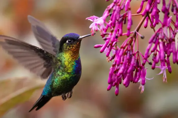 Adopta un colibrí en Edomex: guía fácil para proteger esta especie en peligro