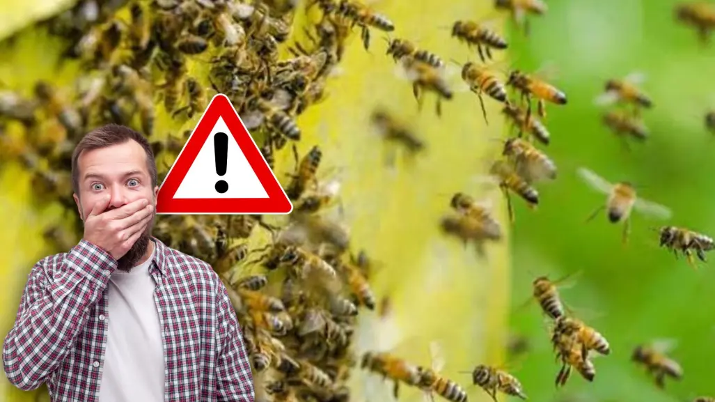 Protección Civil de Santiago emite alerta por enjambre de abejas en El Barrial