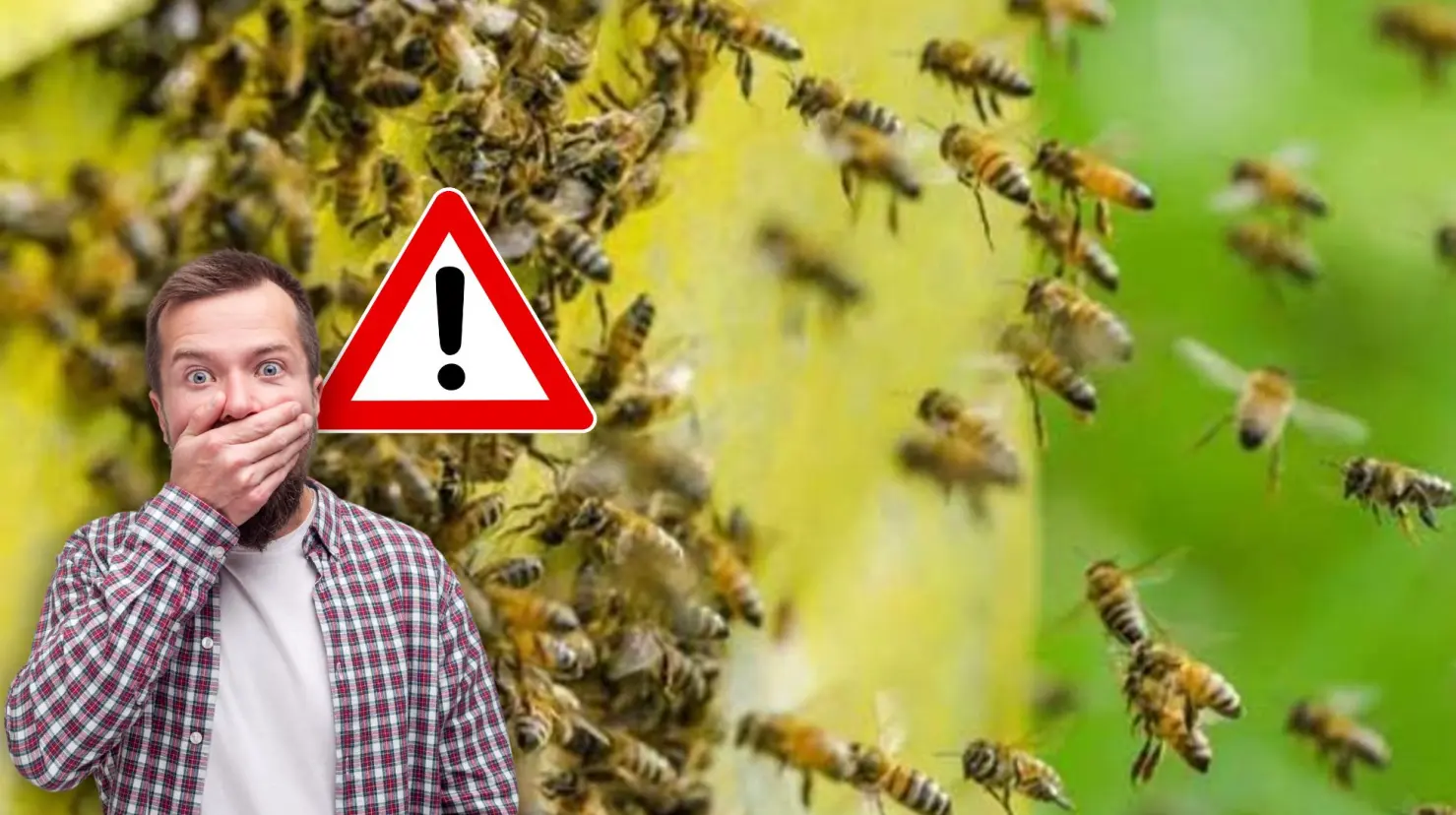 Hombre sorprendido y de fondo un enjambre de abejas Foto: Canva