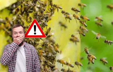 Protección Civil de Santiago emite alerta por enjambre de abejas en El Barrial