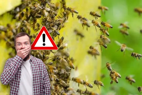 Protección Civil de Santiago emite alerta por enjambre de abejas en El Barrial