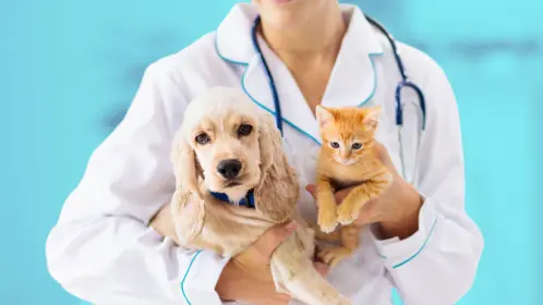 Gobierno de Zuazua organiza jornada gratuita de esterilización de mascotas