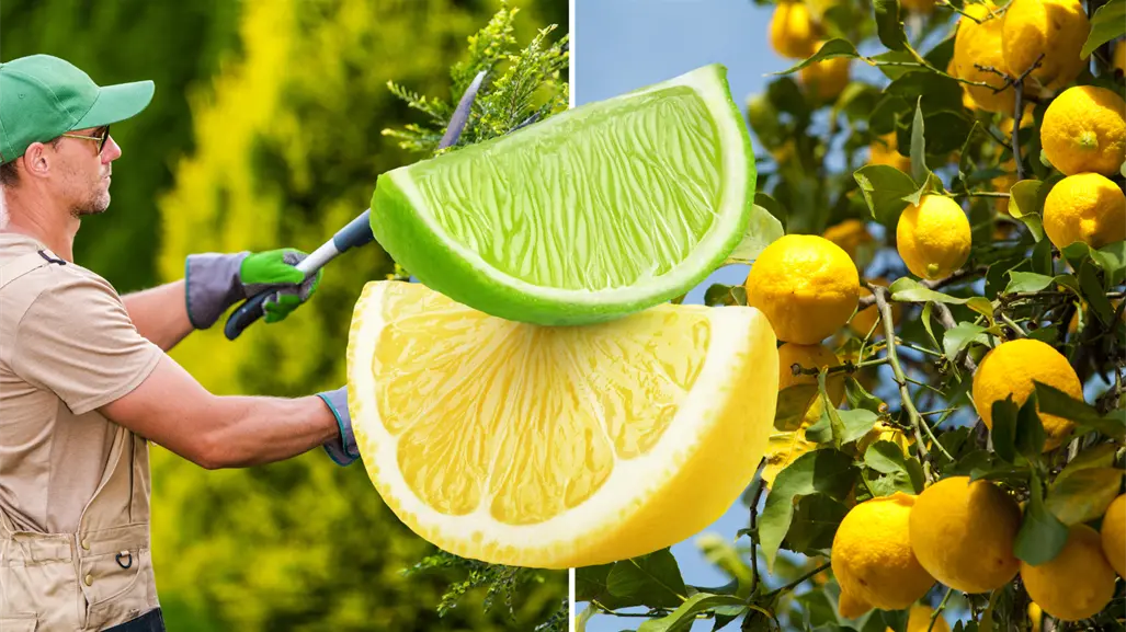 Esta es la mejor época para podar un limonero y que no muera en el intento
