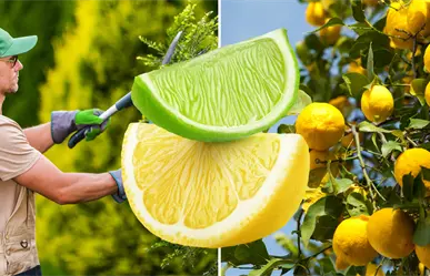Esta es la mejor época para podar un limonero y que no muera en el intento