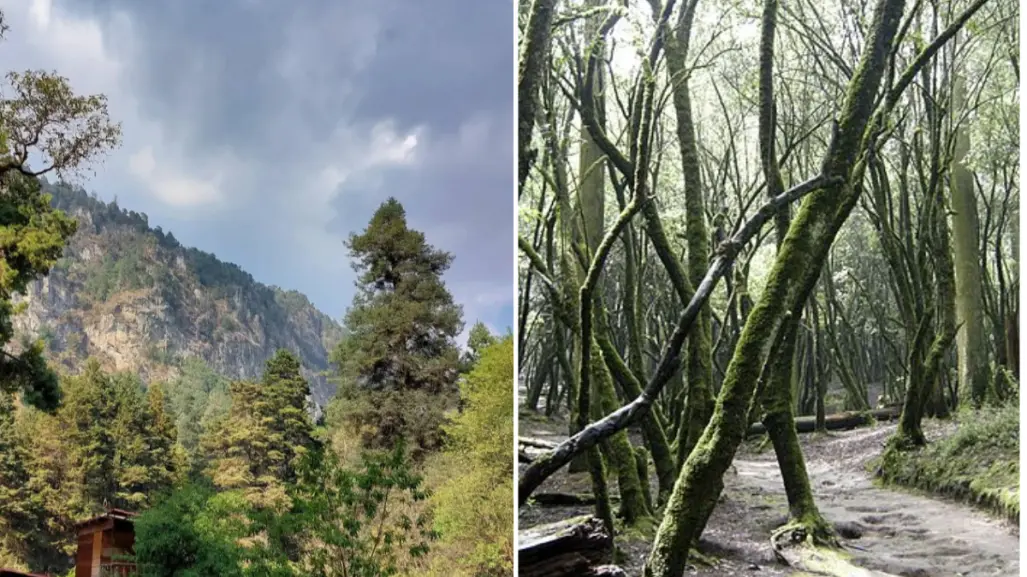 Escapadas de otoño: 4 bosques cerca de la CDMX que debes visitar