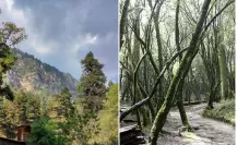 Escapadas de otoño: 4 bosques cerca de la CDMX que debes visitar