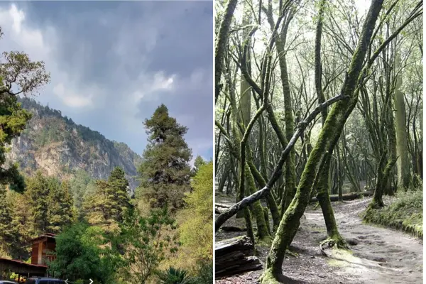 Escapadas de otoño: 4 bosques cerca de la CDMX que debes visitar