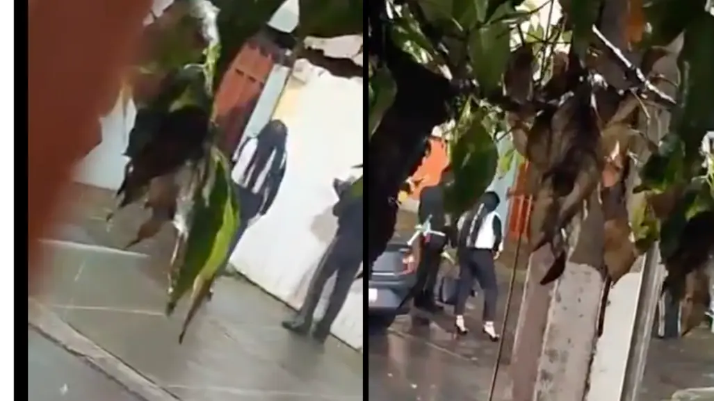 VIDEO | Mujer lleva mariachi bajo la lluvia en Tlalpan... ¡y su amor nunca salió!