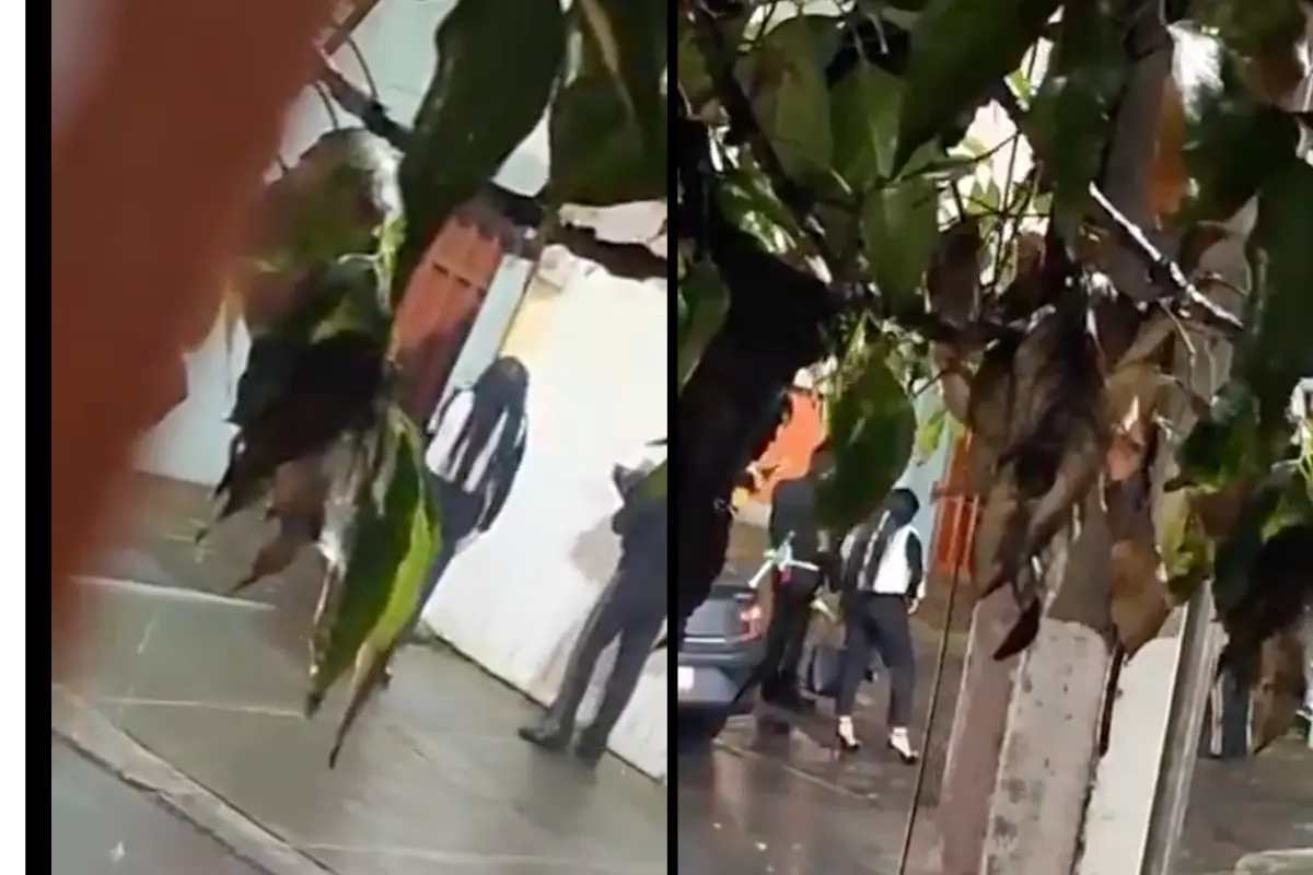 Mujer le lleva serenata a su novio. Foto: X @TlalpanVecinos