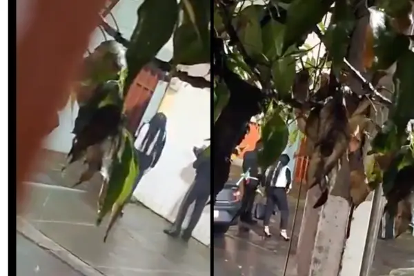 VIDEO | Mujer lleva mariachi bajo la lluvia en Tlalpan... ¡y su amor nunca salió!
