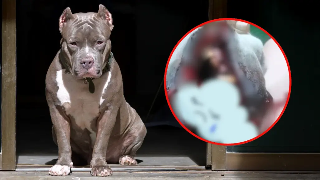 Perro muere tras explotarle un cohete en el hocico durante fiestas patrias en Nezahualcóyotl