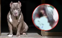 Perro muere tras explotarle un cohete en el hocico durante fiestas patrias en Nezahualcóyotl