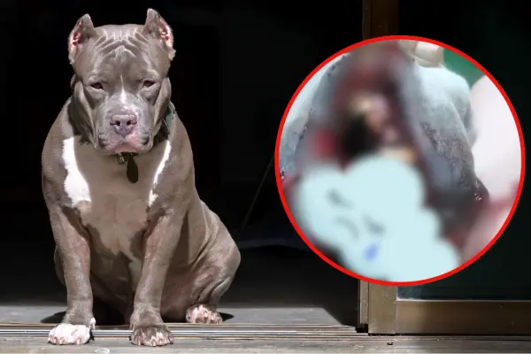 Perro muere tras explotarle un cohete en el hocico durante fiestas patrias en Nezahualcóyotl